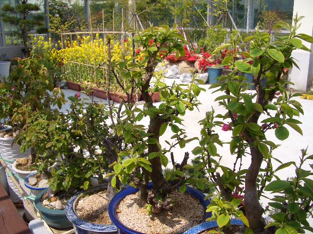 100201_tokpoyh201506.JPG